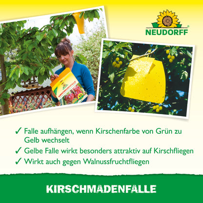 Während der Kirschernte hängt eine Person eine Neudorff Shop KirschmadenFalle an einen Kirschbaum. Inset: Nahaufnahme von Insekten, die sich in der gelben Falle verfangen haben, die reife Kirschen vor Kirschfruchtfliege und Walnussfruchtfliege schützt.