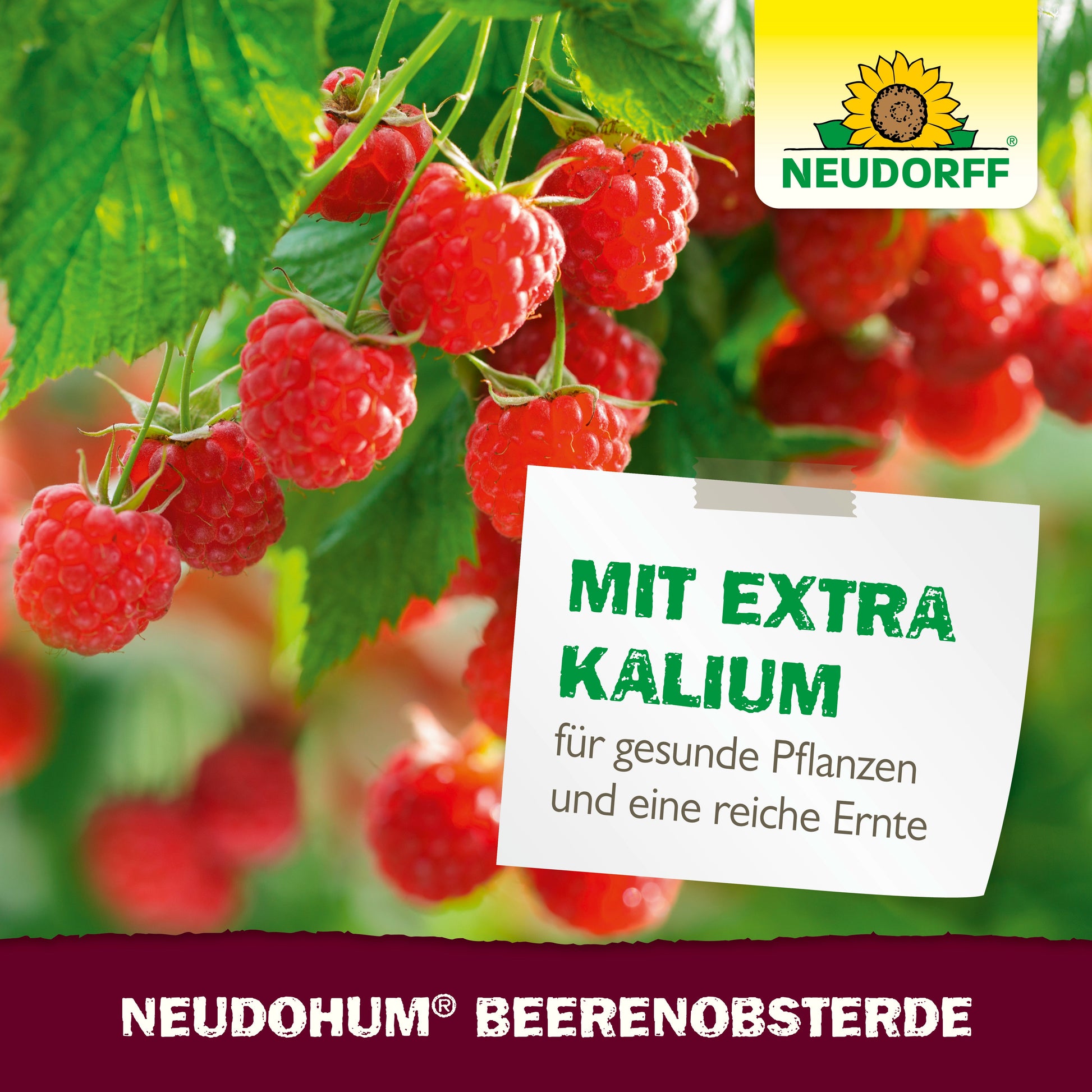Nahaufnahme von reifen Himbeeren in einem Topf. Auf einer Karte steht: "Mit extra Kalium für gesunde Pflanzen und eine reiche Ernte." Das Logo des Neudorff Shops und der Produktname NeudoHum BeerenobstErde sind sichtbar - ideal für den Anbau von Obst auf dem Balkon.