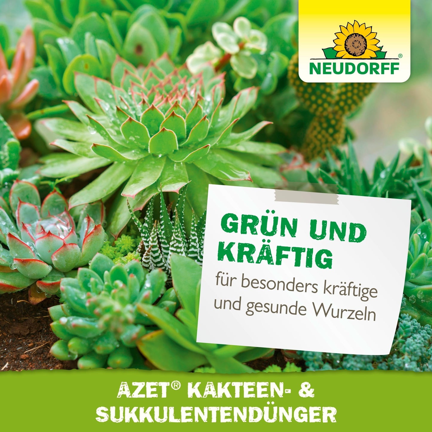 Primo piano di succulente e cactus verdi sani con il logo del Neudorff Shop, insieme a un testo in tedesco che pubblicizza il fertilizzante liquido Azet per cactus e succulente per radici forti e sane.