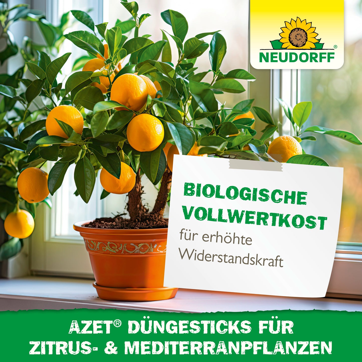 Ein getöpferter Zitrusbaum mit reifen Orangen steht auf einer Fensterbank. Ein deutsches Schild wirbt für Neudorff Shop Azet Düngesticks für Zitrus- & Mediterranpflanzen, ideal für mediterrane Kübelpflanzen, zur Stärkung der Widerstandskraft und für Bio-Nahrung.
